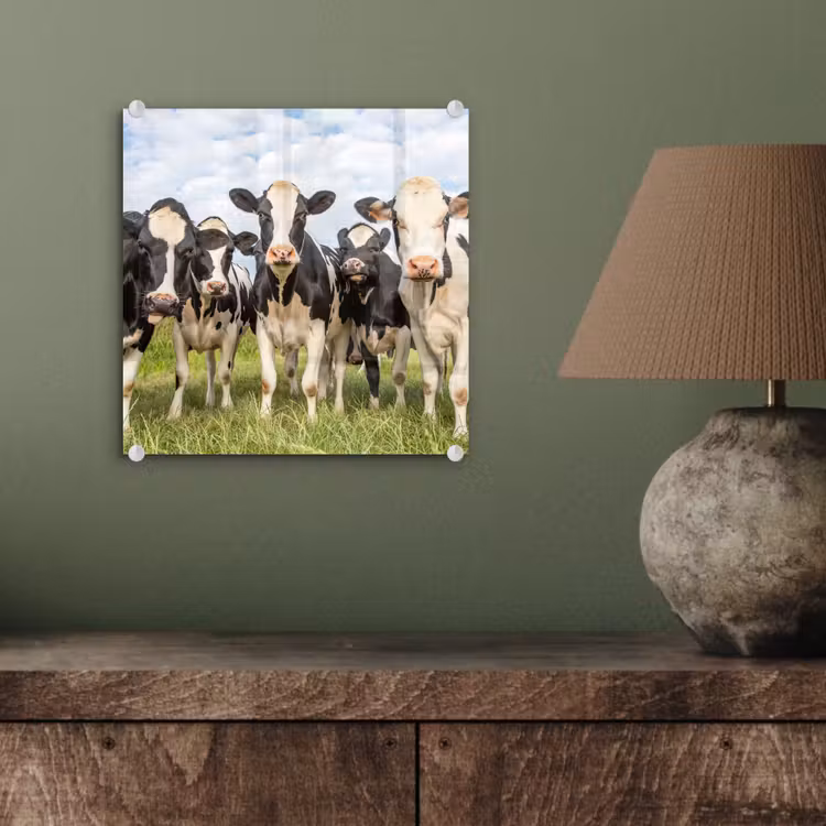 Koeien - Weiland - Dieren - Natuur - Gras plexiglas 5mm klein -sfeer3