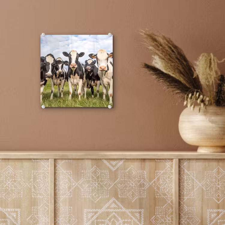 Koeien - Weiland - Dieren - Natuur - Gras plexiglas 5mm klein -sfeer5