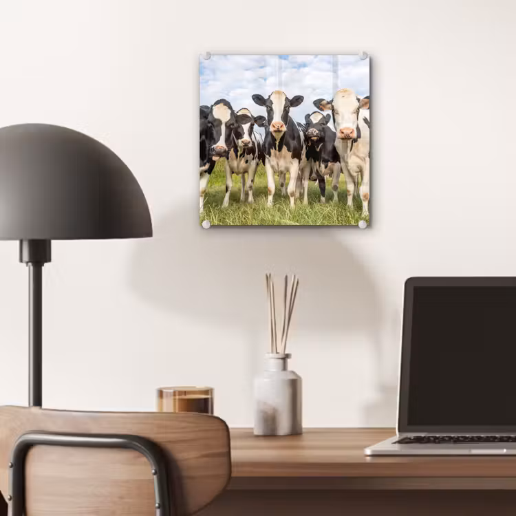 Koeien - Weiland - Dieren - Natuur - Gras plexiglas 5mm klein -sfeer6