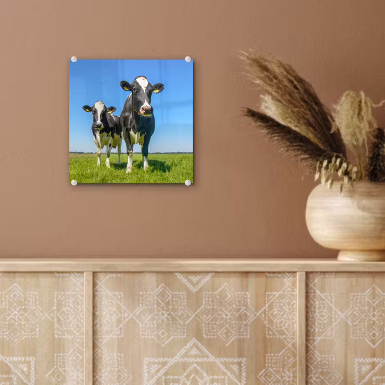 Koeien - Weiland - Gras - Dieren - Boerderij plexiglas 5mm klein -sfeer5