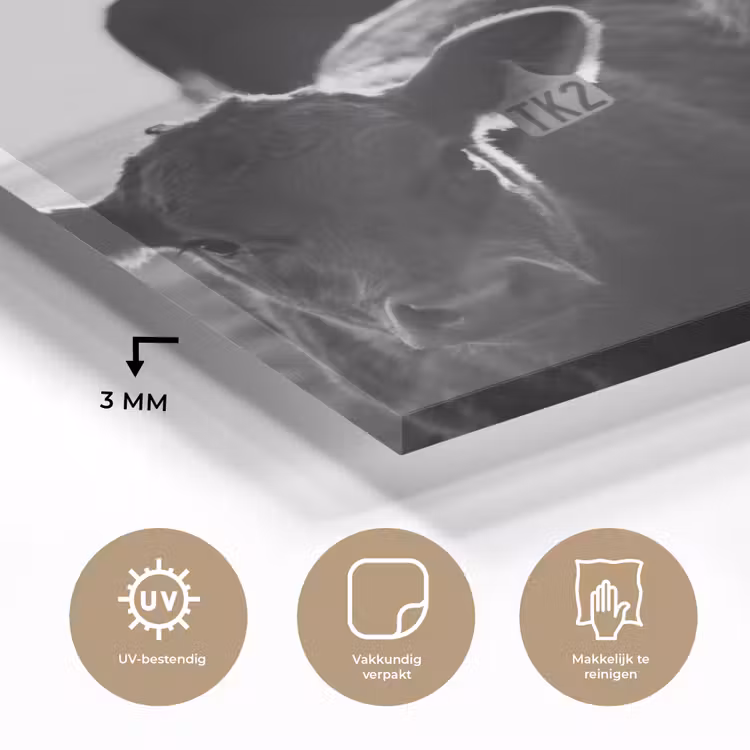 Koeien - Zwart - Wit plexiglas 5mm klein -sfeer2