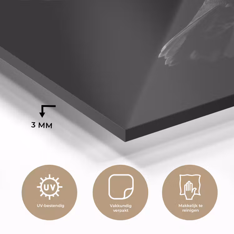 Kolibrie - Zwart - Dieren plexiglas 5mm klein -sfeer2