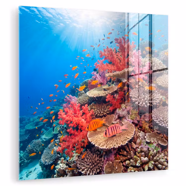 Koraalrif - Vissen - Onderwater - Tropisch - Rood plexiglas 5mm klein -zzzproduct_nieuw