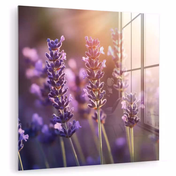Lavendelbloemen - Paars - Zonlicht plexiglas 5mm klein -zzzproduct_nieuw