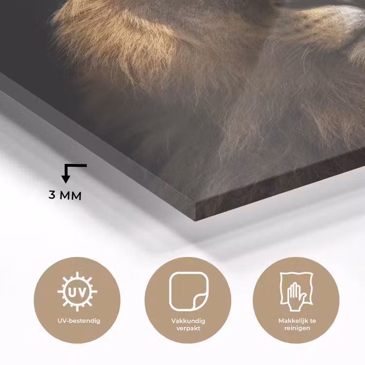 Leeuw - Dieren - Zwart - Licht - Bruin - Portret plexiglas 5mm klein -sfeer2