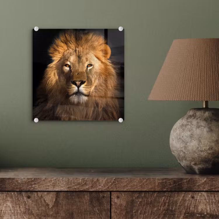 Leeuw - Dieren - Zwart - Licht - Bruin - Portret plexiglas 5mm klein -sfeer3