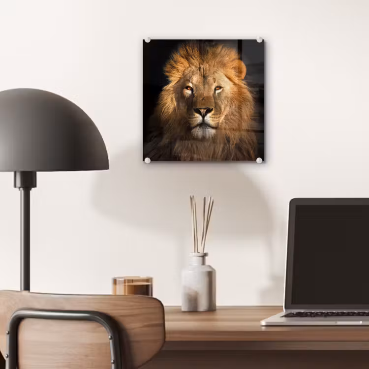Leeuw - Dieren - Zwart - Licht - Bruin - Portret plexiglas 5mm klein -sfeer6