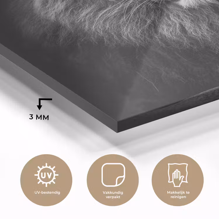 Leeuw - Dieren - Zwart - Wit plexiglas 5mm klein -sfeer2