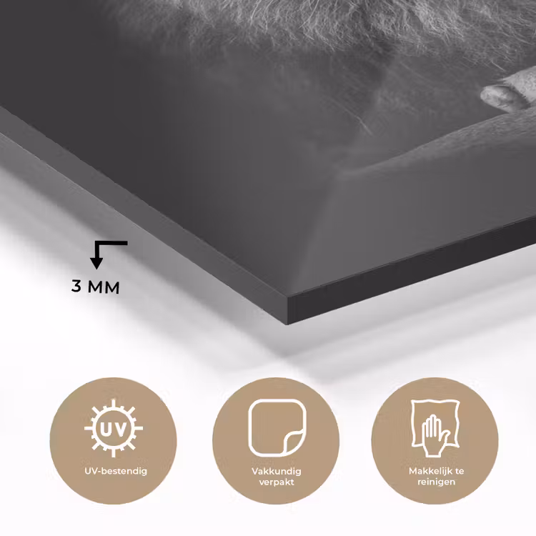 Leeuw - Dieren - Zwart - Wit plexiglas 5mm klein -sfeer2