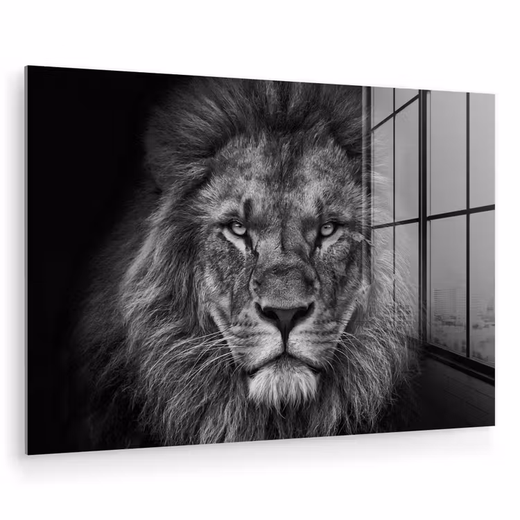 Leeuw - Dieren - Zwart - Wit plexiglas 5mm klein -zzzproduct_nieuw