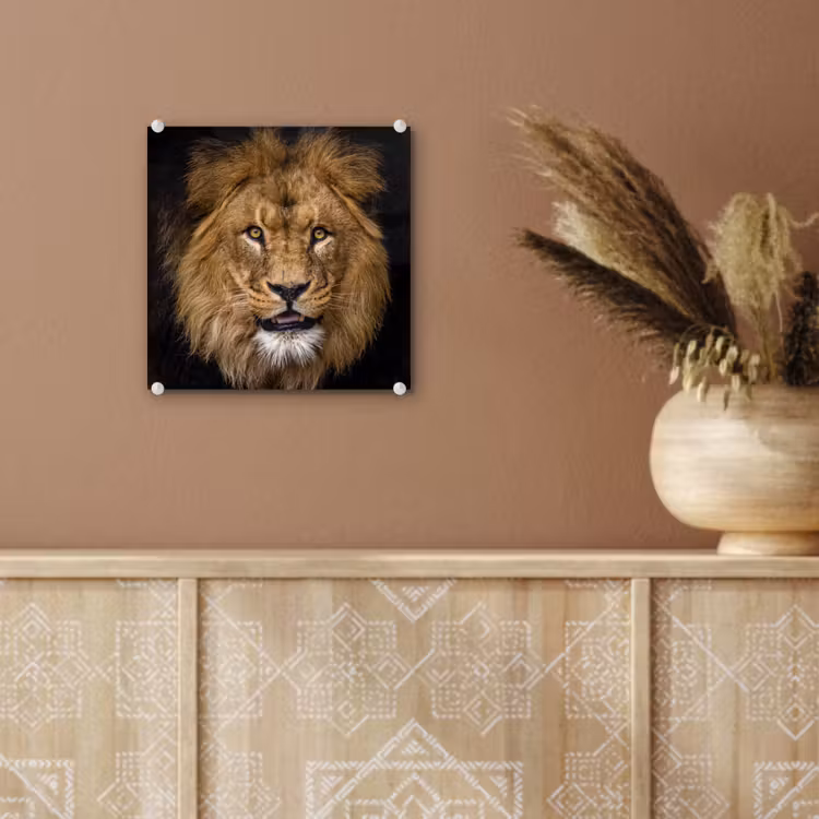 Leeuw - Portret - Zwart - Dieren plexiglas 5mm klein -sfeer5