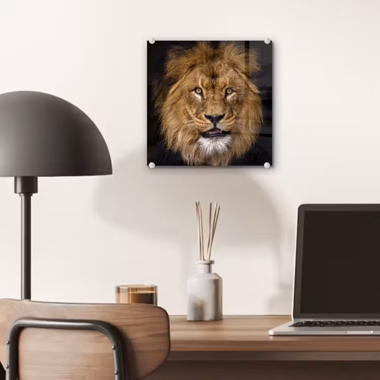 Leeuw - Portret - Zwart - Dieren plexiglas 5mm klein -sfeer6