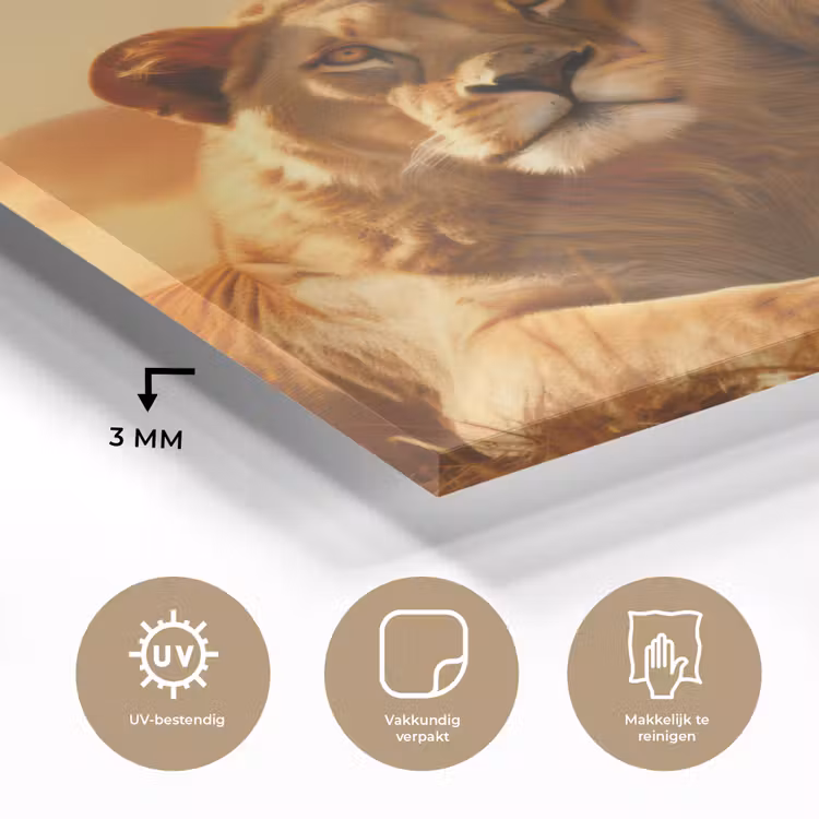 Leeuwen - Zonsondergang - Afrika - Savanne - Dieren plexiglas 5mm klein -sfeer2