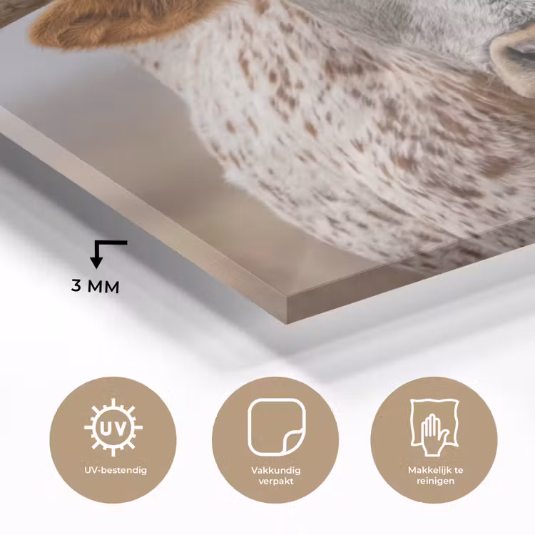 Longhorn - Grasveld - Dier plexiglas 5mm klein -sfeer2