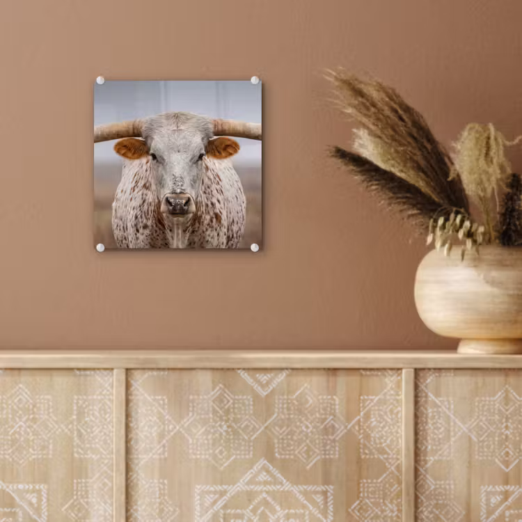 Longhorn - Grasveld - Dier plexiglas 5mm klein -sfeer5
