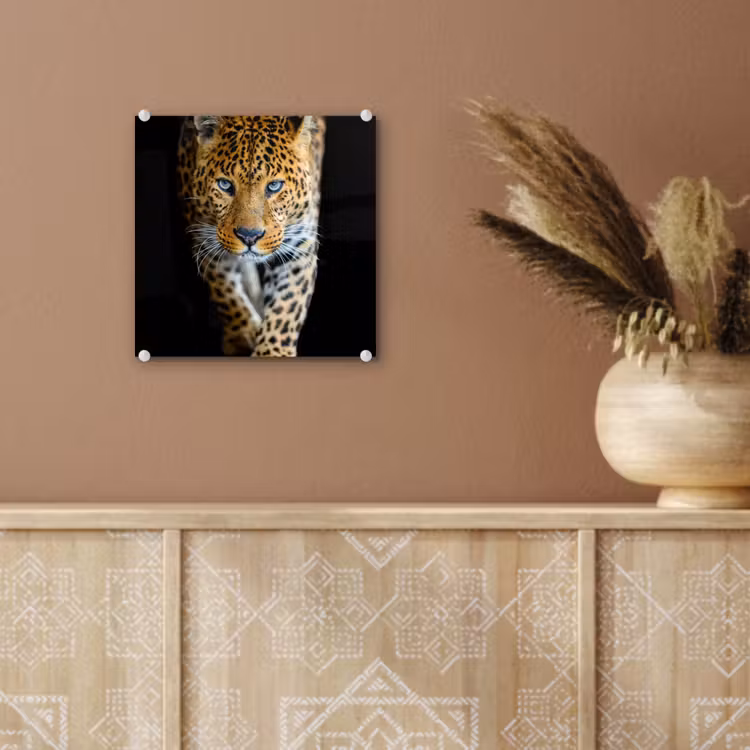 Luipaard - Dieren - Portret - Wilde dieren - Zwart plexiglas 5mm klein -sfeer5