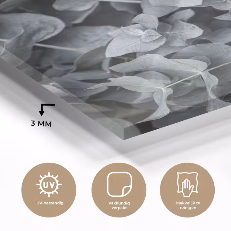 Natuur - Planten - Eucalyptus - Bladeren plexiglas 5mm klein -sfeer2
