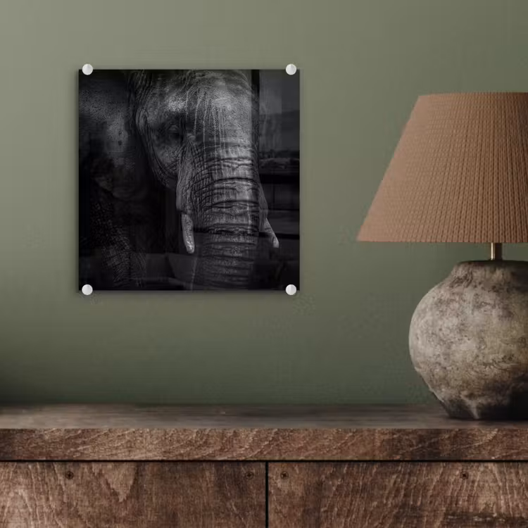 Olifant - Dier - Portret plexiglas 5mm klein -sfeer3