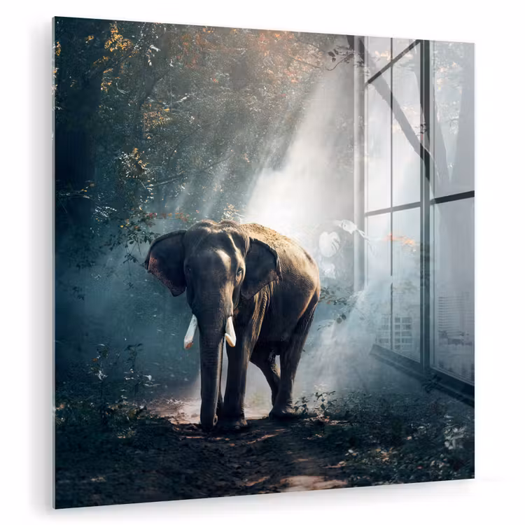 Olifant - Dieren - Licht - Bos - Natuur - Wilde dieren plexiglas 5mm klein -zzzproduct_nieuw