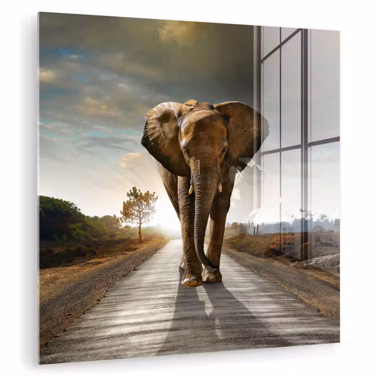 Olifant - Weg - Dieren - Zonsondergang - Landschap plexiglas 5mm klein -zzzproduct_nieuw