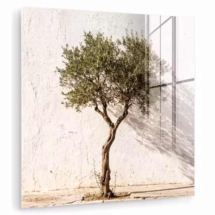 Glas schilderij - Olijfboom - muur - wit - Olijfboom - muur - wit plexiglas 5mm klein