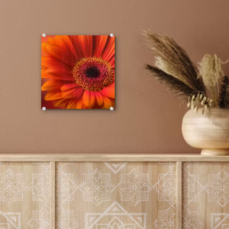 Oranje - Gerbera - Intens plexiglas 5mm klein -sfeer5