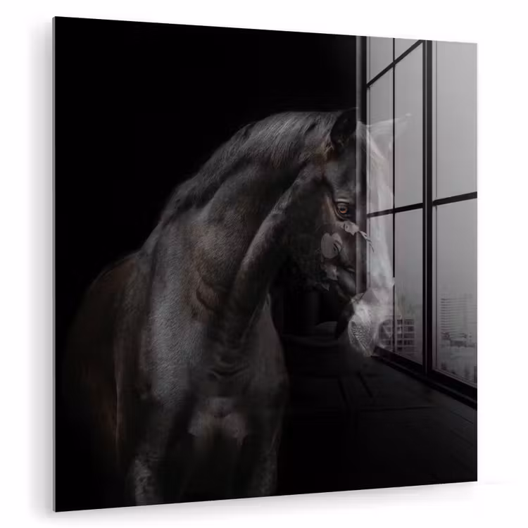 Paard - Dieren - Zwart - Portret plexiglas 5mm klein -zzzproduct_nieuw