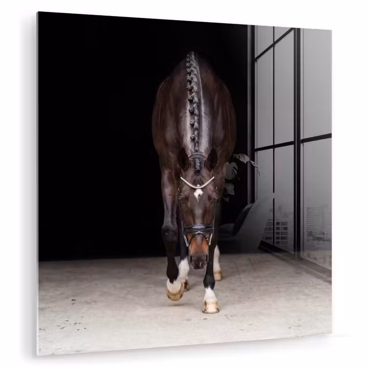 Paard - Modern - Portret plexiglas 5mm klein -zzzproduct_nieuw