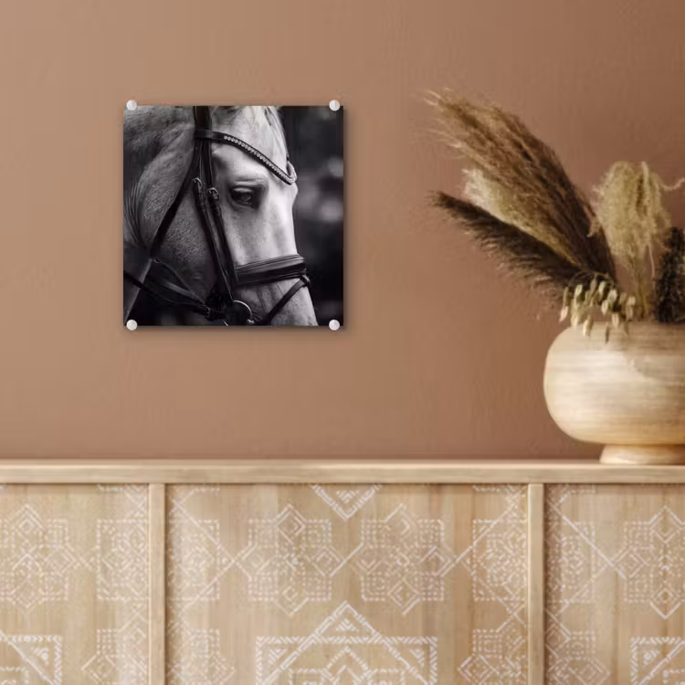 Paard - Schimmel - Portret plexiglas 5mm klein -sfeer5