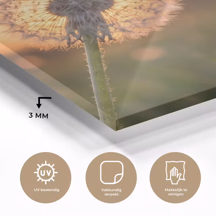 Paardenbloem - Zonsondergang - Veld plexiglas 5mm klein -sfeer2