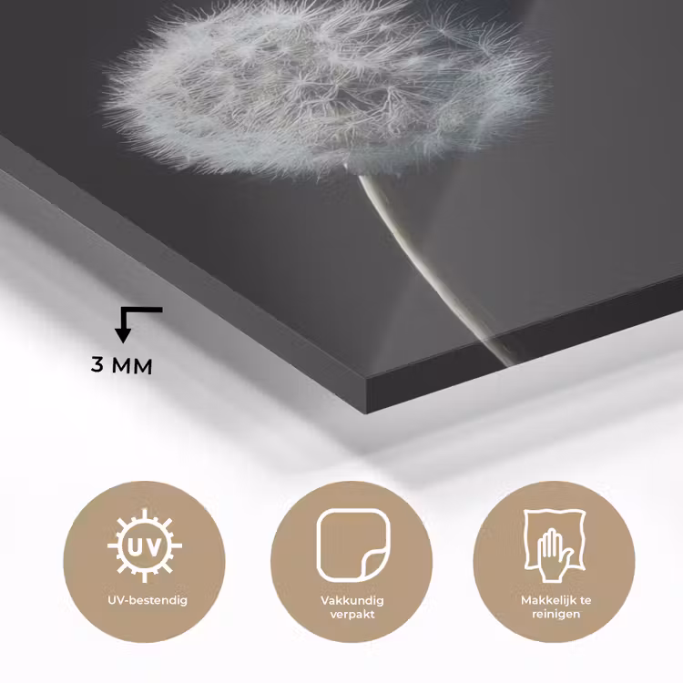 Paardenbloem - Zwart - Natuur plexiglas 5mm klein -sfeer2