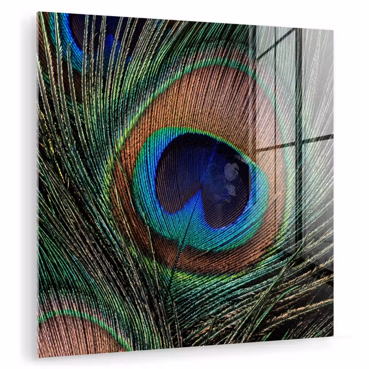 Pauwenveren - Klassiek - Groen plexiglas 5mm klein -zzzproduct_nieuw