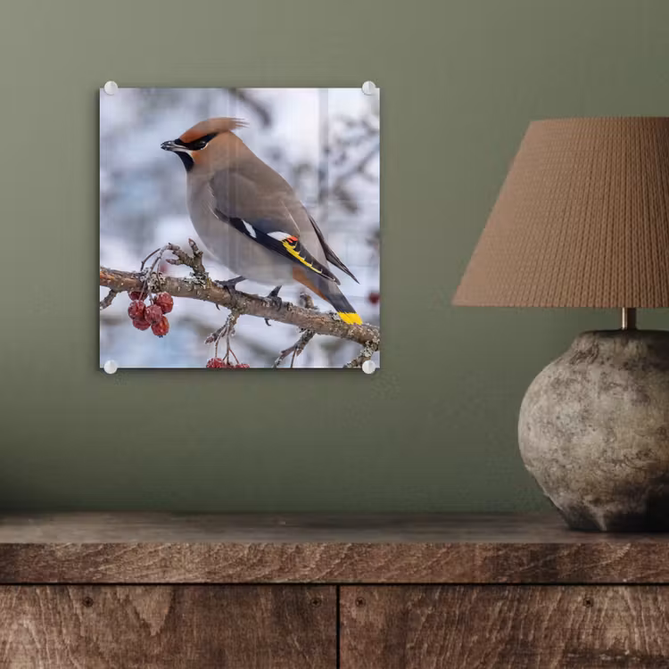 Pestvogel - Bessen - Winter - Natuur plexiglas 5mm klein -sfeer3