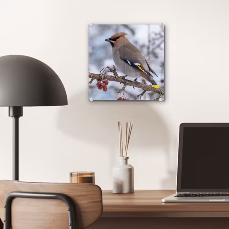 Pestvogel - Bessen - Winter - Natuur plexiglas 5mm klein -sfeer6