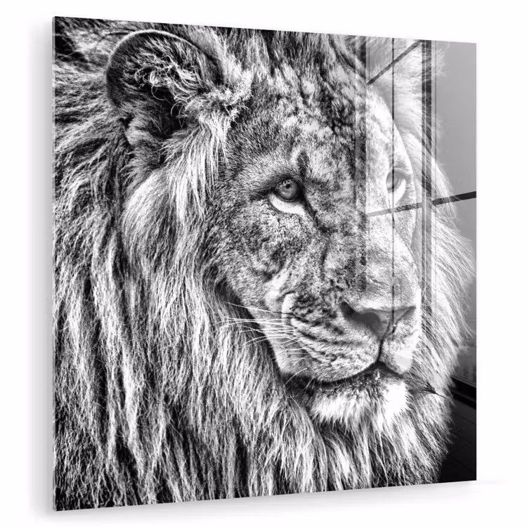Portret - Leeuw - Zwart wit plexiglas 5mm klein -zzzproduct_nieuw