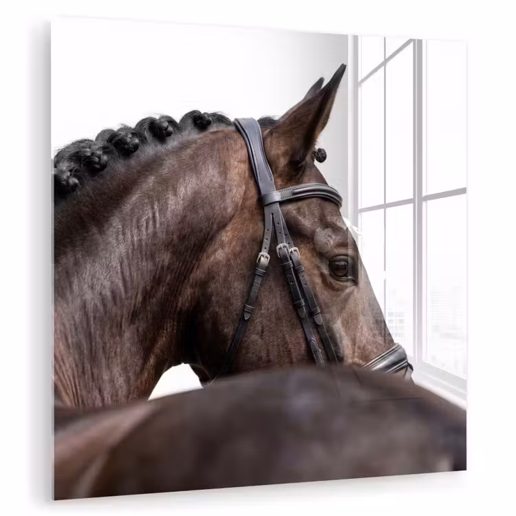 Portret - Paard - Elegant plexiglas 5mm klein -zzzproduct_nieuw