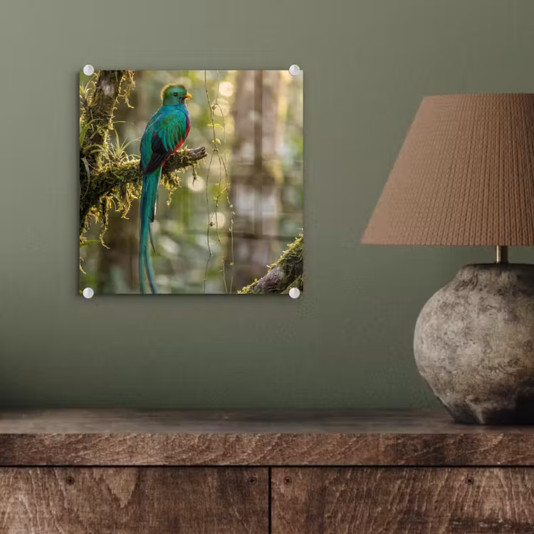Quetzal - Jungle - Natuur - Groen plexiglas 5mm klein -sfeer3