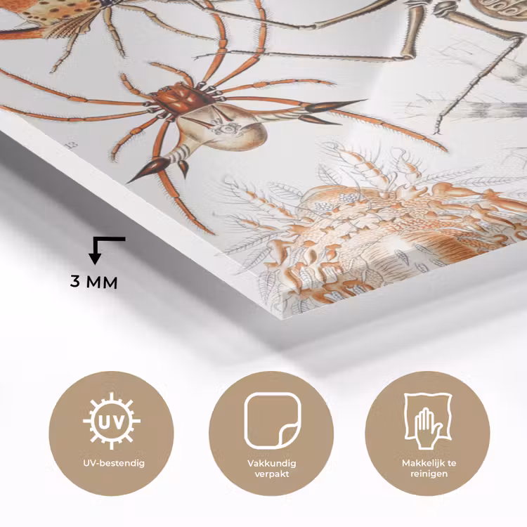 Retro - Spin - Ernst Haeckel - Spinnen plexiglas 5mm klein -sfeer2