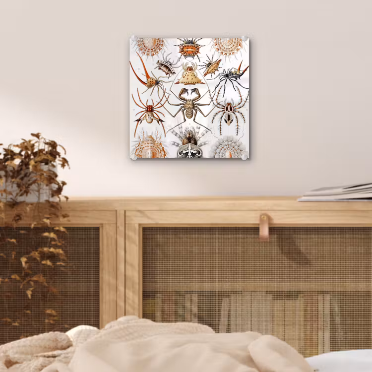 Retro - Spin - Ernst Haeckel - Spinnen plexiglas 5mm klein -sfeer4