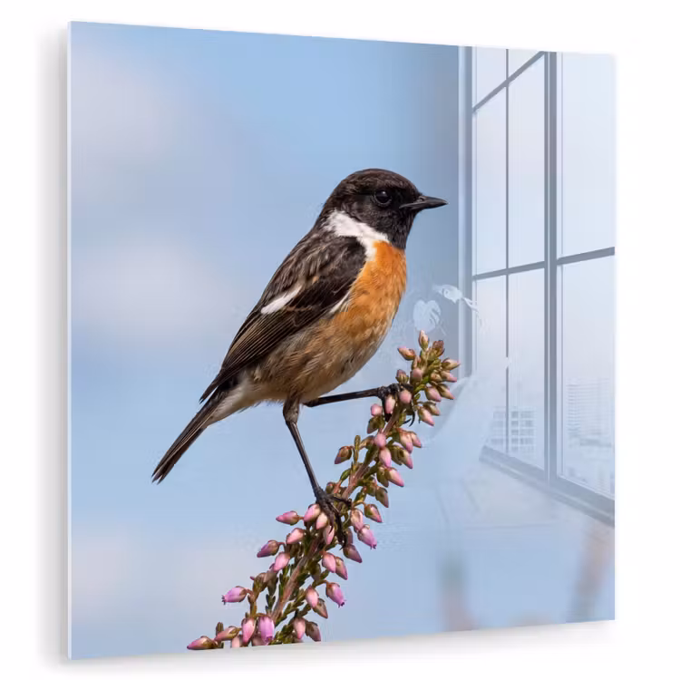 Roodborsttapuit - Heide - Paars - Natuur - Sfeervol plexiglas 5mm klein -zzzproduct_nieuw