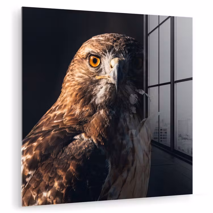 Roofvogel - Buizerd - Bruin plexiglas 5mm klein -zzzproduct_nieuw
