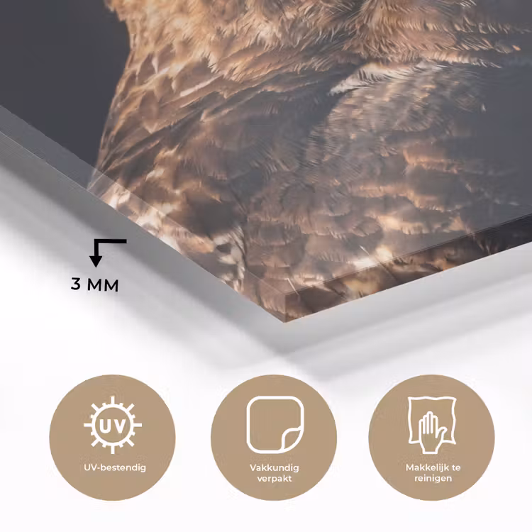 Roofvogel - Buizerd - Bruin plexiglas 5mm klein -sfeer2