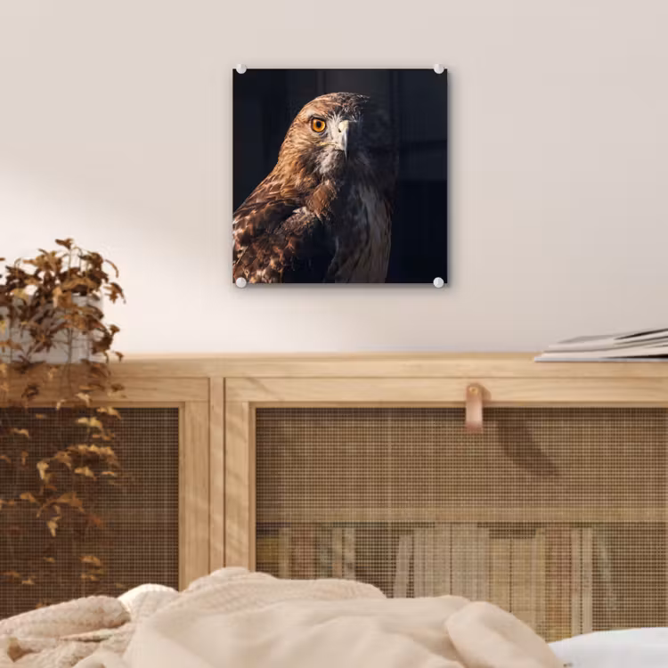 Roofvogel - Buizerd - Bruin plexiglas 5mm klein -sfeer4