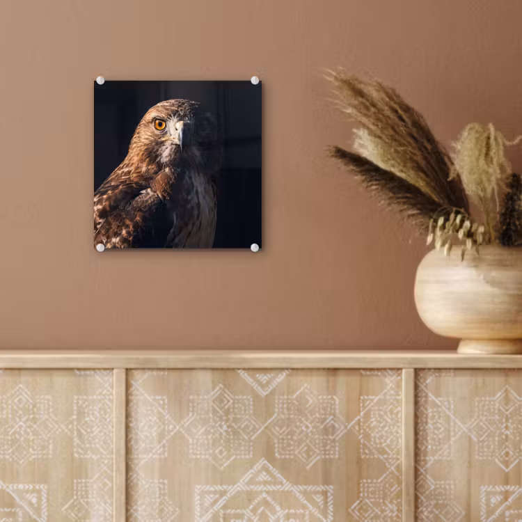 Roofvogel - Buizerd - Bruin plexiglas 5mm klein -sfeer5