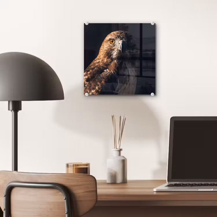 Roofvogel - Buizerd - Bruin plexiglas 5mm klein -sfeer6