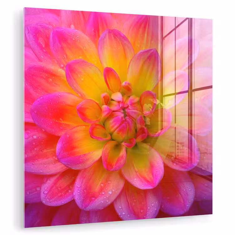 Roze - Dahlia - Kleurrijk plexiglas 5mm klein -zzzproduct_nieuw