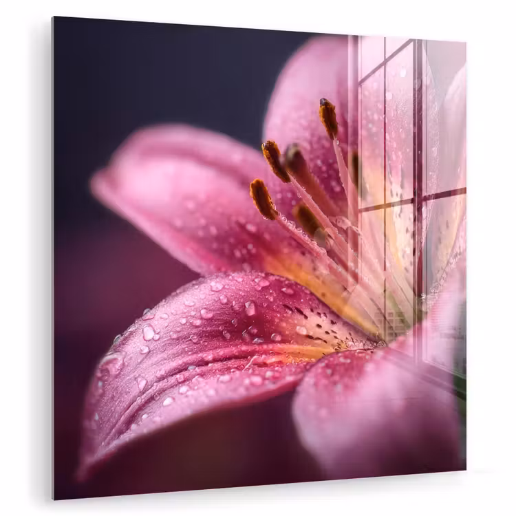 Roze - lelie - Dauwdruppels plexiglas 5mm klein -zzzproduct_nieuw