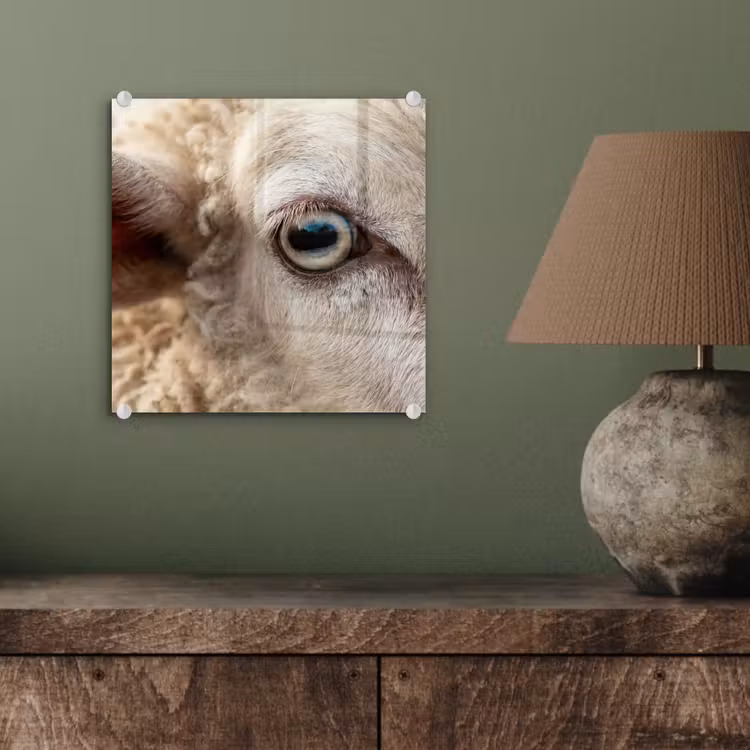 Schaap - Oog - Wit plexiglas 5mm klein -sfeer3