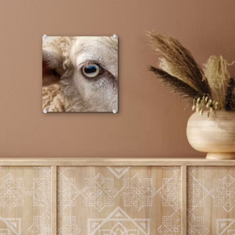 Schaap - Oog - Wit plexiglas 5mm klein -sfeer5