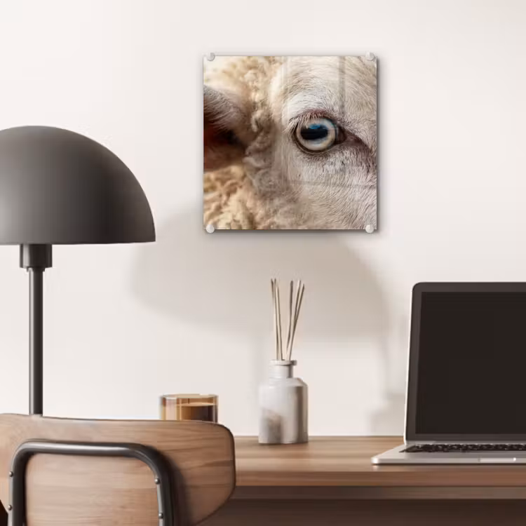 Schaap - Oog - Wit plexiglas 5mm klein -sfeer6